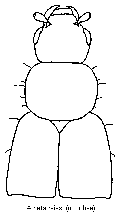 atheta_reissi_vk.gif