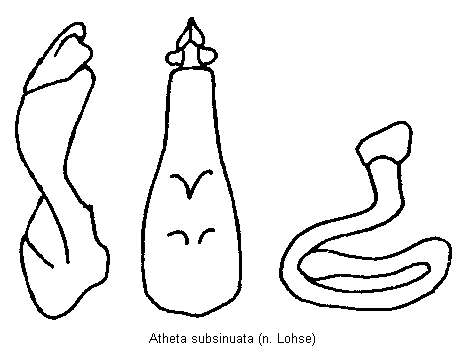 atheta_subsinuata.gif