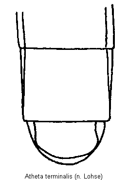 atheta_terminalis_hlb.gif