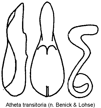 atheta_transitoria.gif