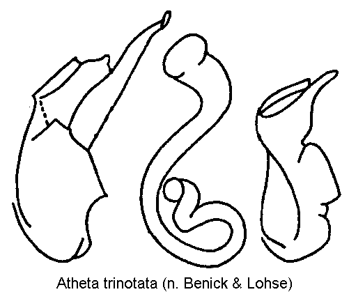 atheta_trinotata.gif