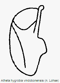 atheta_vindobonensis.gif