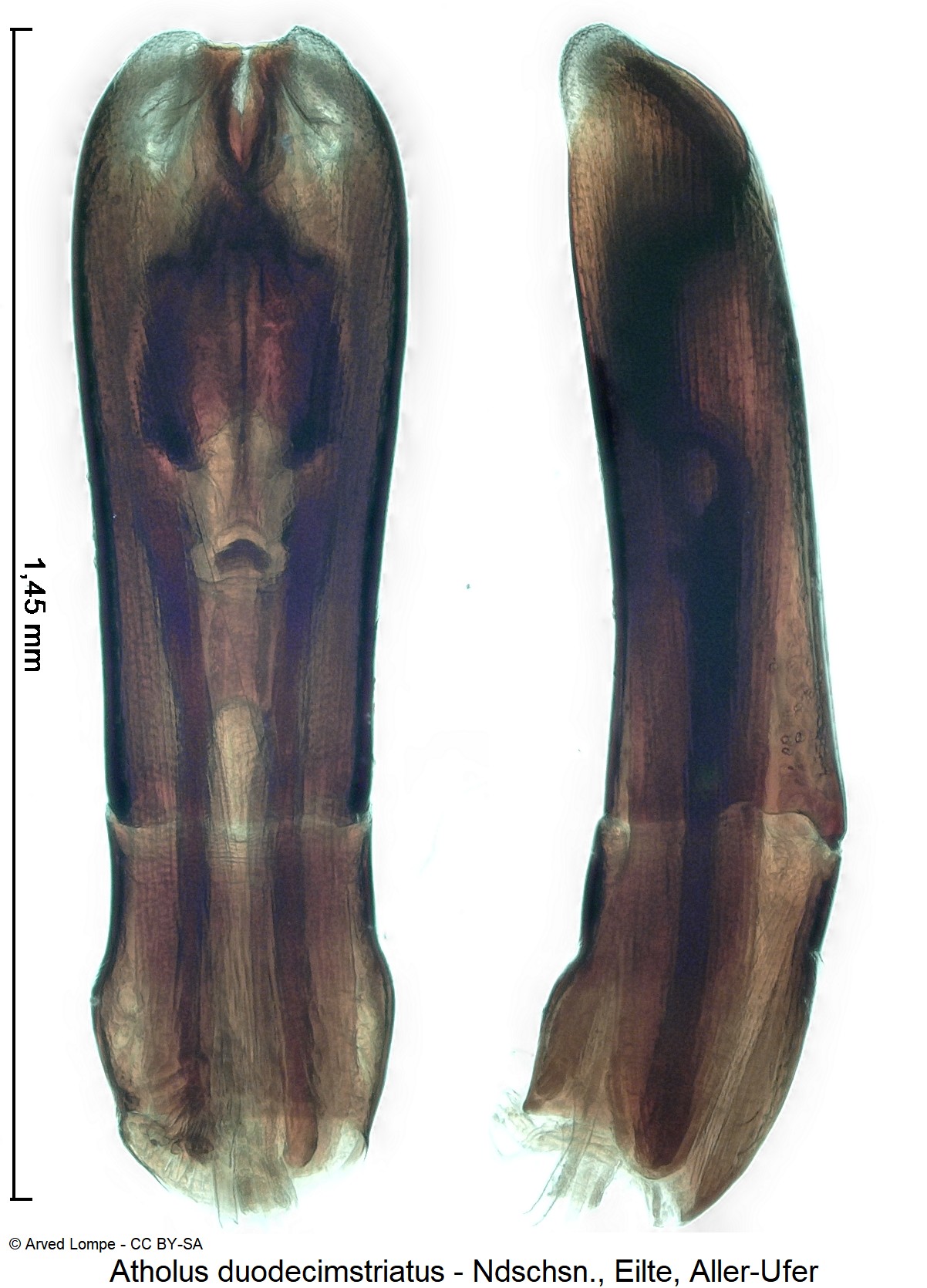 atholus_duodecimstriatus_ck37164124.jpg