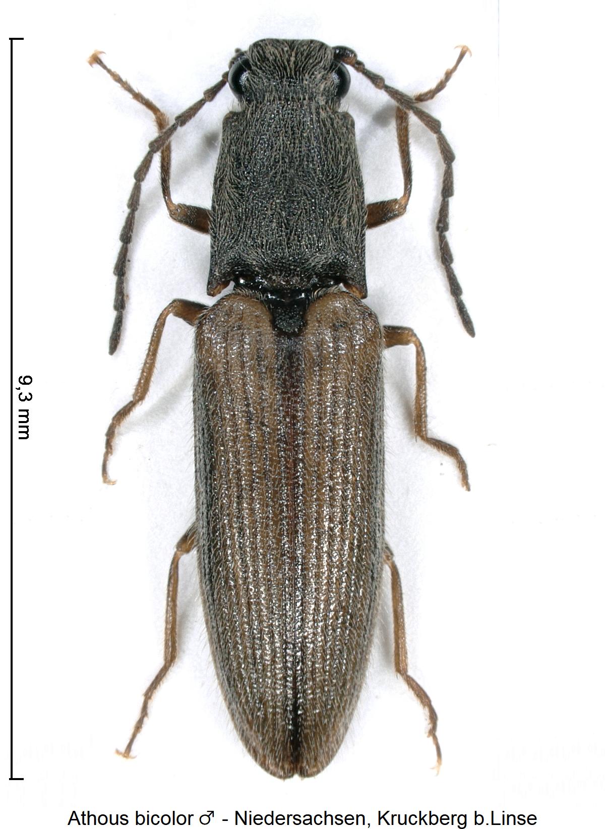 athous_bicolor_m_hab.jpg