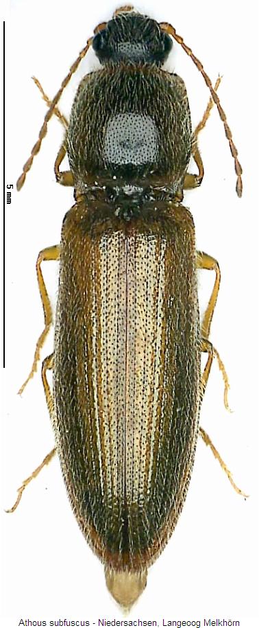 athous_subfuscus_hab.jpg