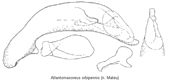 atlantomasoreus_orbipennis.gif