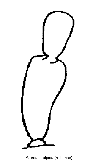 atomaria_alpina_f.gif