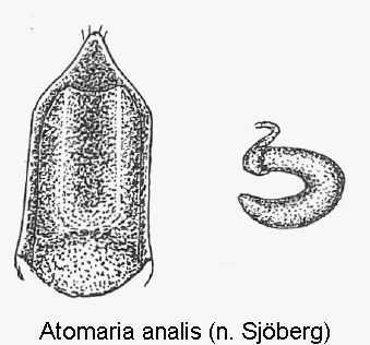 atomaria_analis1.gif