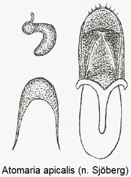 atomaria_apicalis1.gif