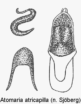 atomaria_atricapilla.gif