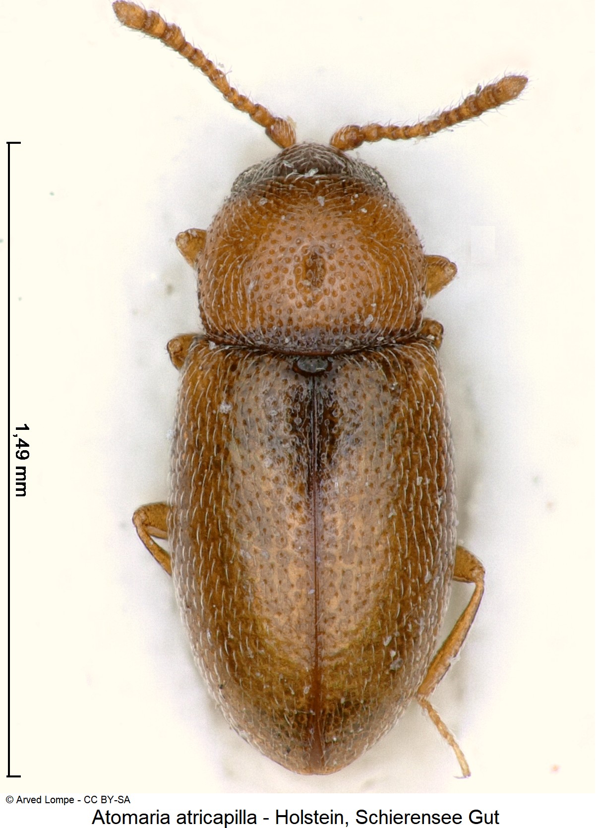 atomaria_atricapilla_hab.jpg