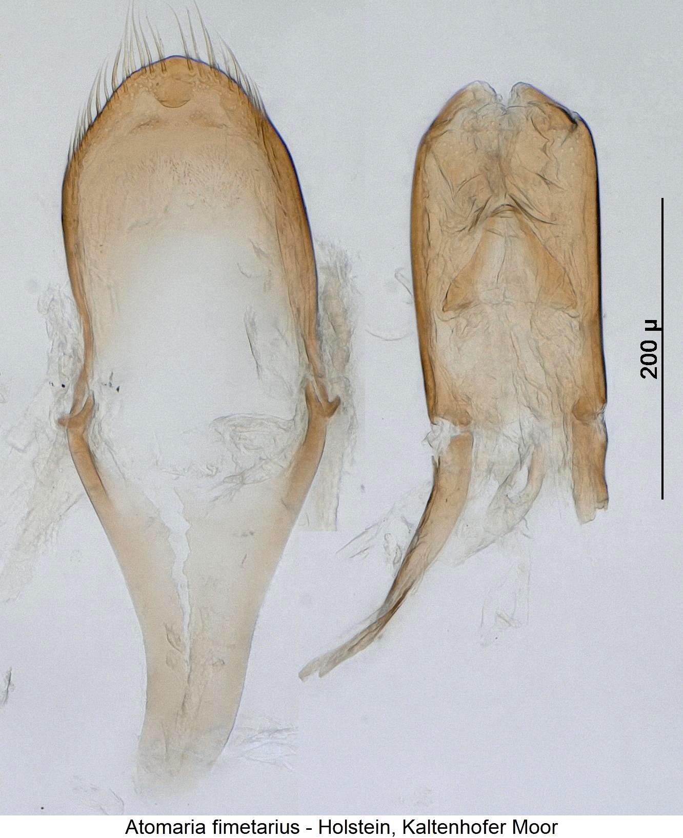 atomaria_fimetarius.jpg