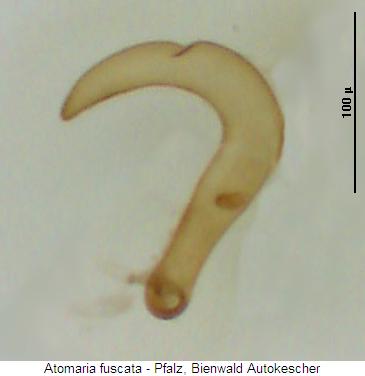 atomaria_fuscata_sperm.jpg