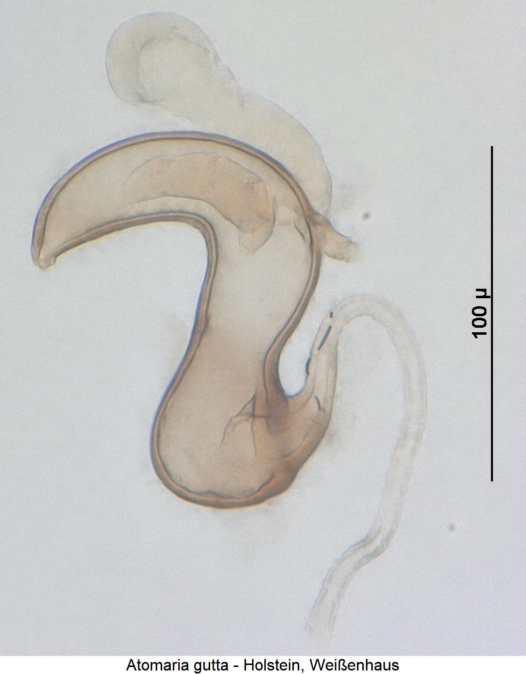atomaria_gutta_sperm.jpg