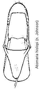 atomaria_hislopi.gif