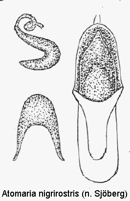 atomaria_nigrirostris.gif