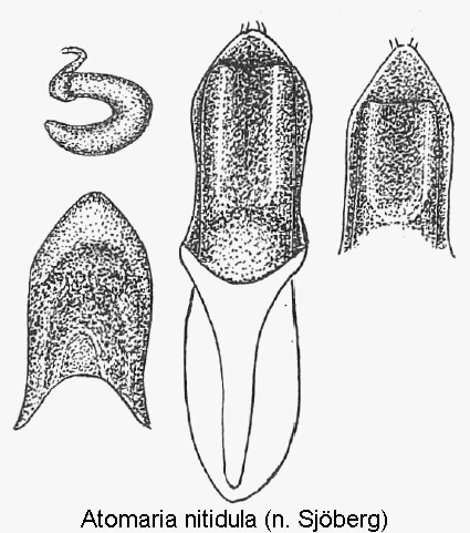 atomaria_nitidula1.gif