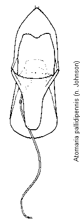 atomaria_pallidipennis.gif