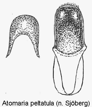 atomaria_peltatula.gif
