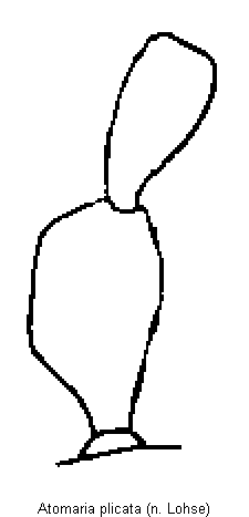atomaria_plicata_f.gif