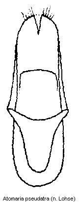 atomaria_pseudatra.gif