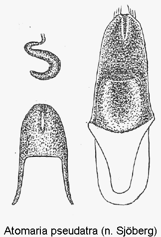 atomaria_pseudatra1.gif