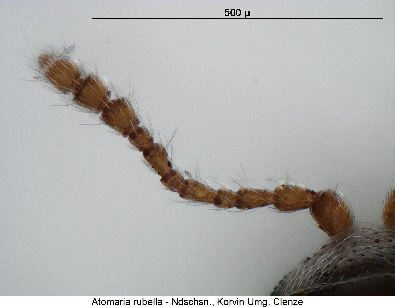 atomaria_rubella_f.jpg