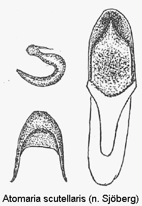 atomaria_scutellaris.gif