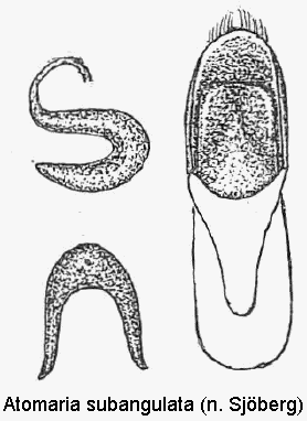 atomaria_subangulata.gif