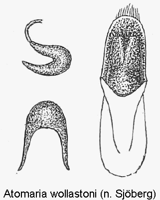 atomaria_wollastoni1.gif