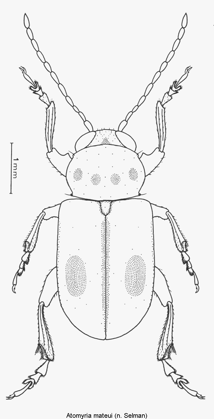 atomyria_mateui_hab.gif