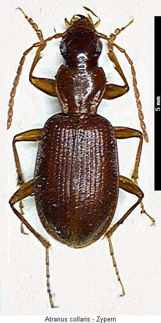 atranus_collaris_hab.jpg