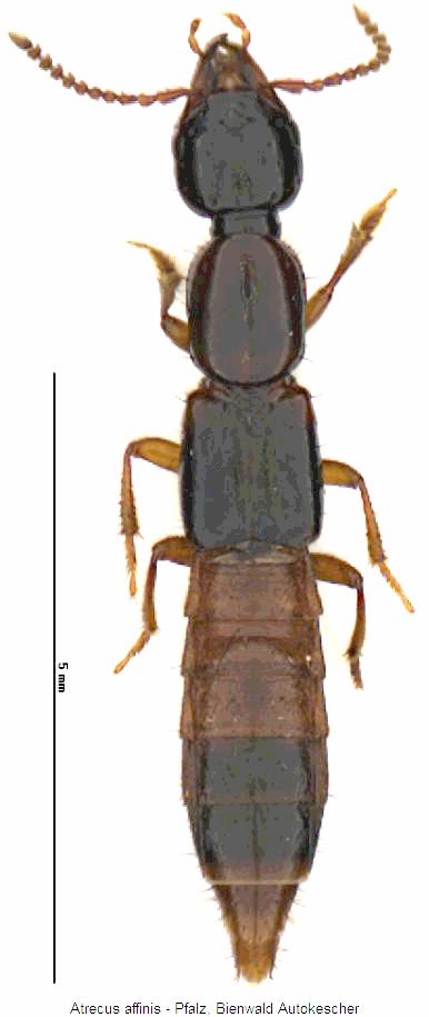 atrecus_affinis_hab.jpg