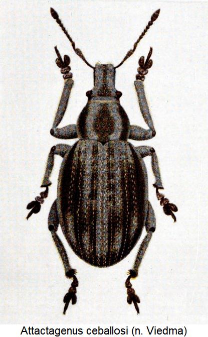 attactagenus_ceballosi_hab.jpg