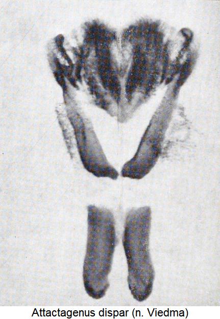 attactagenus_dispar_pc.jpg