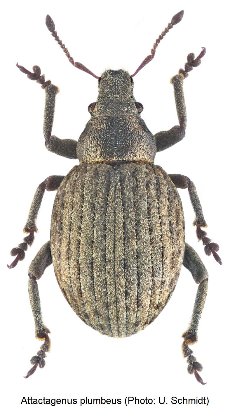 attactagenus_plumbeus_hab.jpg