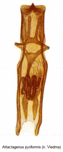 attactagenus_pyriformis.jpg