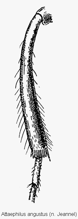 attaephilus_angustus_mschn.gif