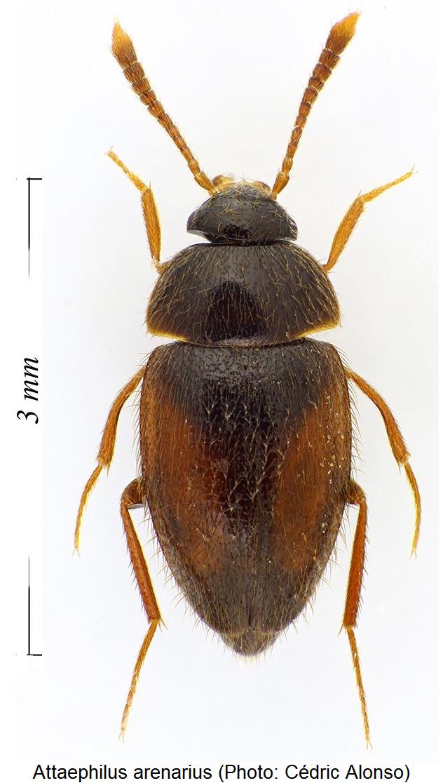 attaephilus_arenarius_hab.jpg