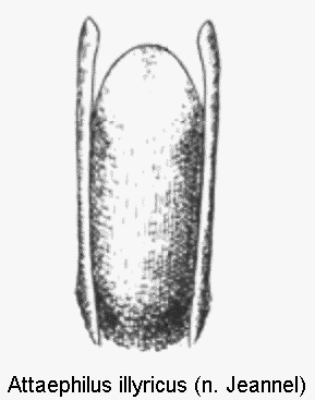 attaephilus_illyricus.gif