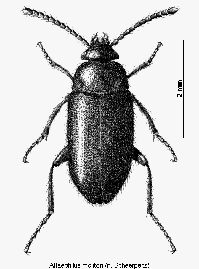 attaephilus_molitori_hab.gif