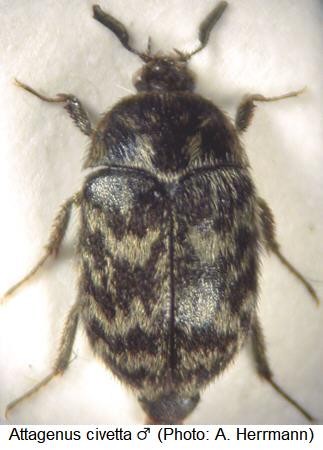 attagenus_civetta_m_hab.jpg