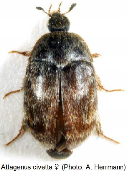 attagenus_civetta_w_hab.jpg