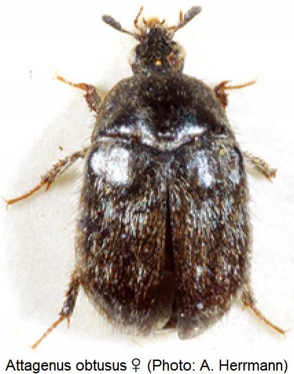attagenus_obtusus_w_hab.jpg
