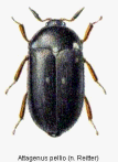 attagenus_pellio_hab.gif