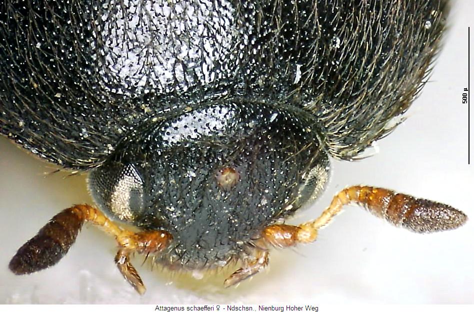 attagenus_schaefferi_k.jpg