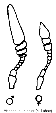 attagenus_unicolor_f.gif