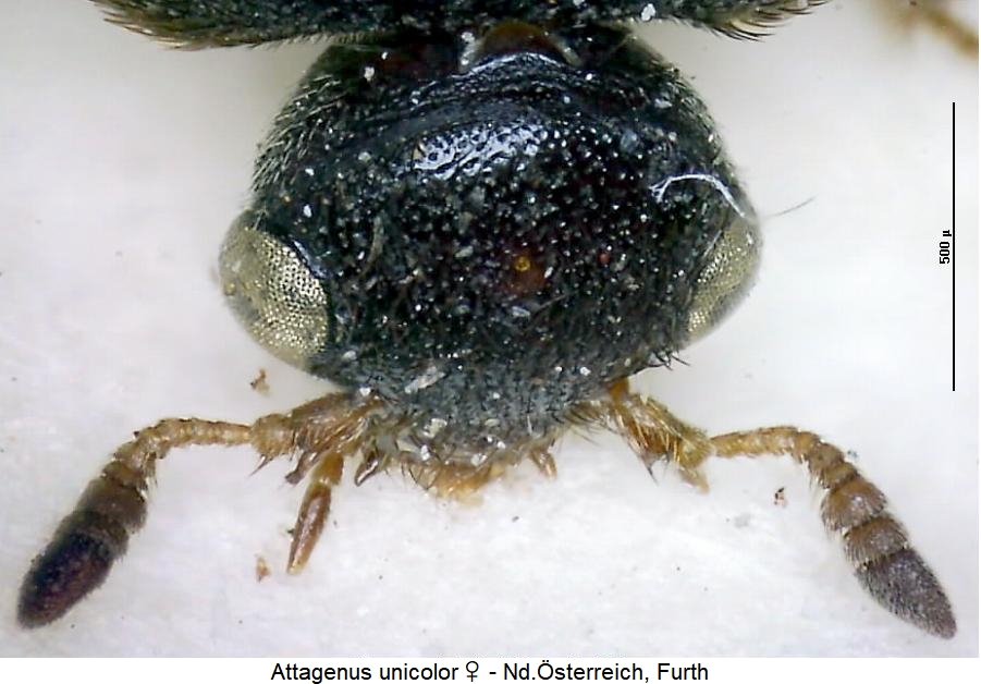 attagenus_unicolor_k.jpg