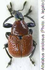 attelabus_variolosus_hab.jpg