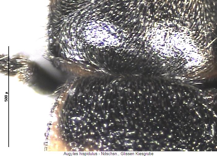 augyles_hispidulus_hsch.jpg